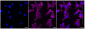 KD-Validated Anti-Aquaporin 1 Rabbit Monoclonal Antibody
